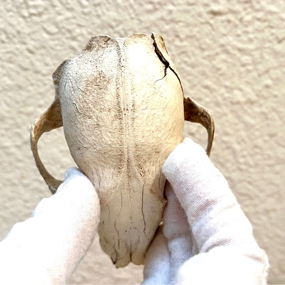 Skull. Small Animal. Found in High Desert. Art Prop or collect. Cool! - Picture 5 of 10